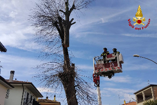 San Benedetto - Albero pericolante sulla Salaria: intervengono i vigili del fuoco